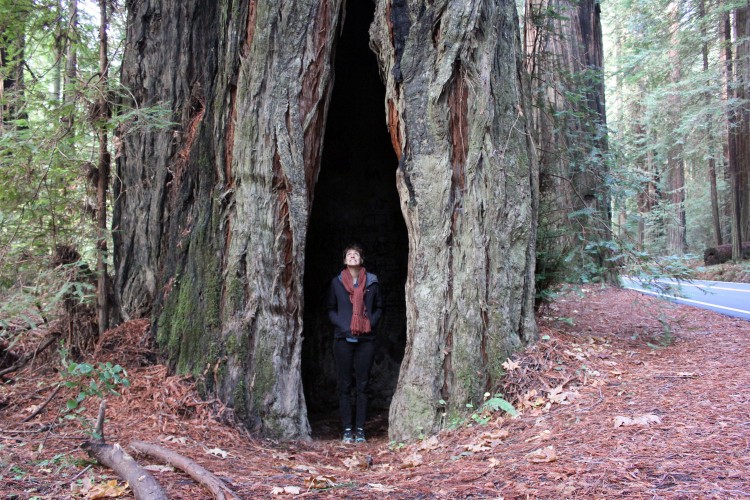 redwood2