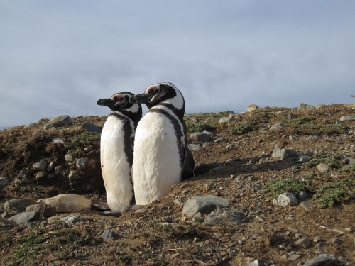 Getting Up Close with Penguins on Isla Magdalena