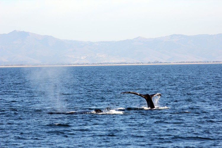 Tales (and tails) of Whales