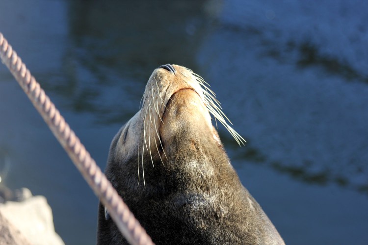 An Intimate Portrait of Life as a Sea Lion in Monterey Bay