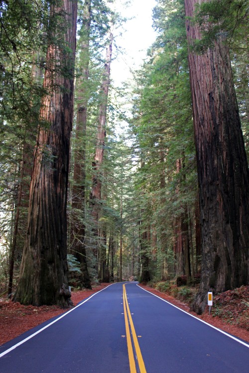 “I once met a tree who was older than Jesus” and other cool things you can say after visiting the Redwoods
