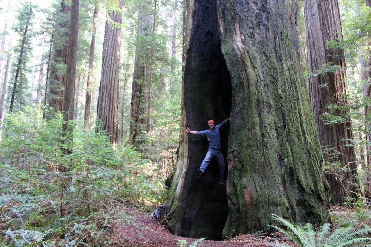redwood3